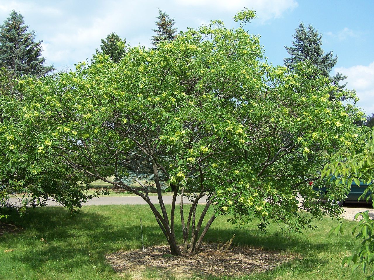 Hoptree (Wafer Ash)