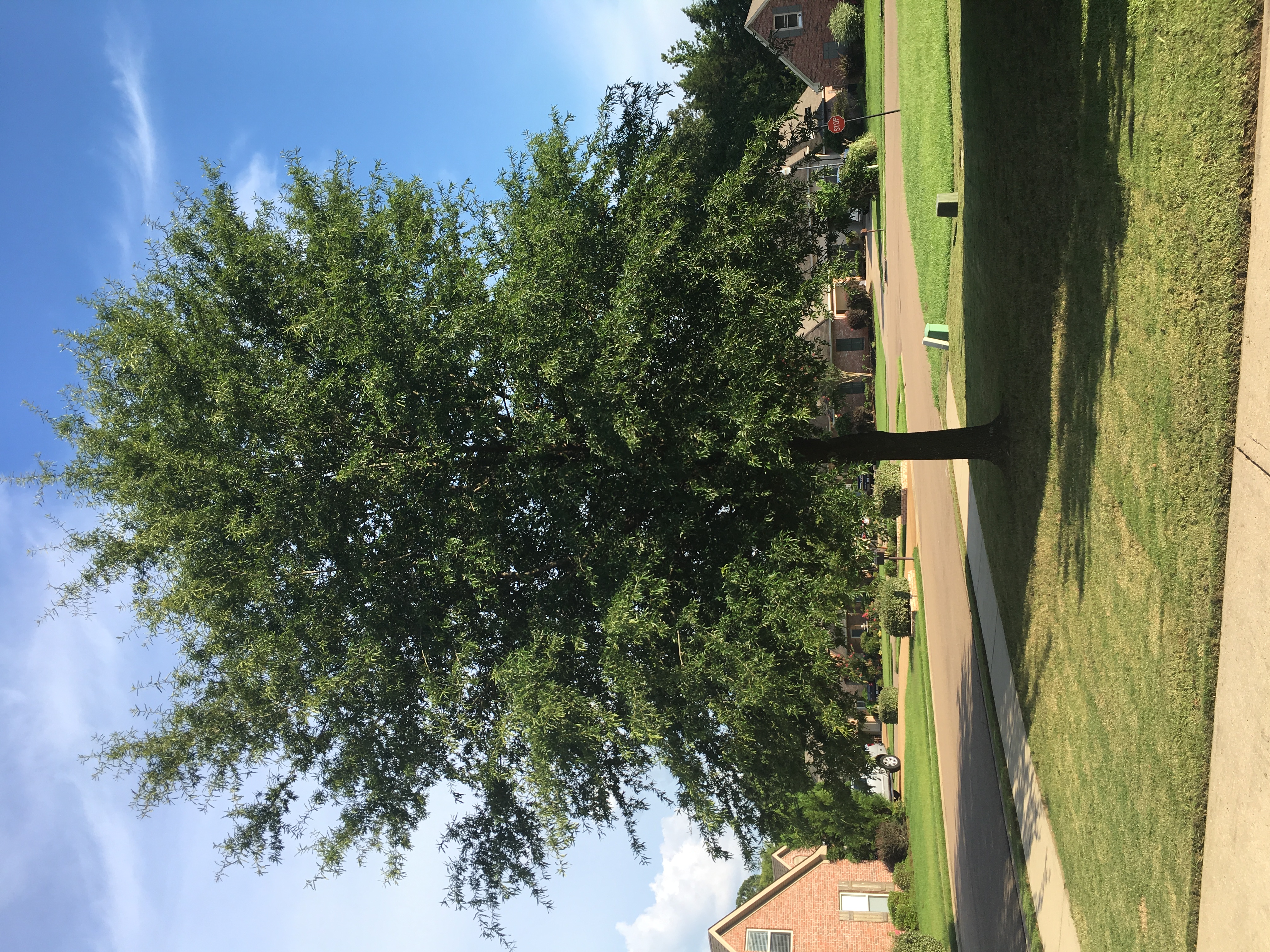 Willow Oak