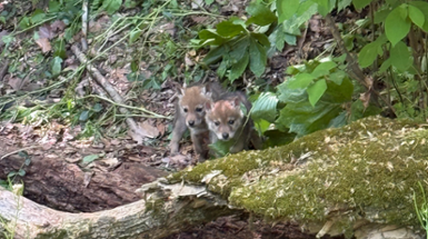 We Have Coyote Pups in California Woods! 