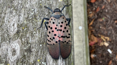Help Slow the Spread of the Spotted Lanternfly 